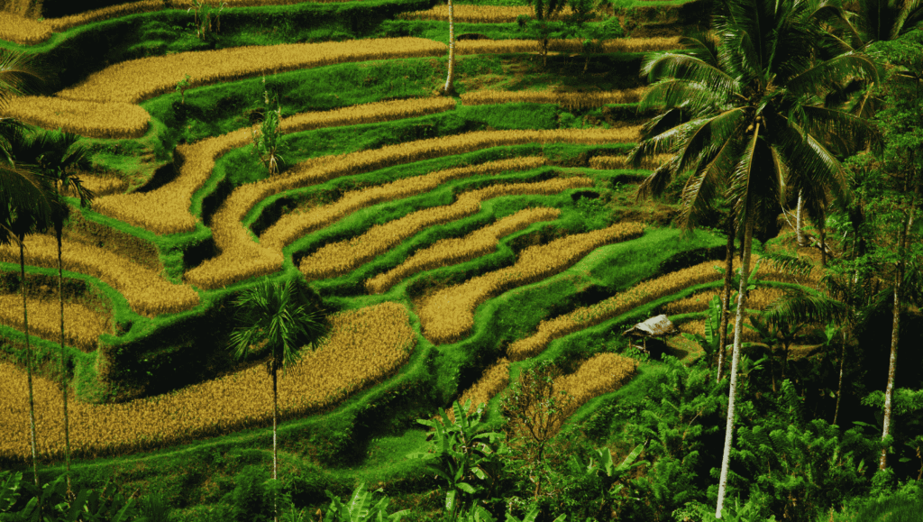 Tegalalang Rice Terraces