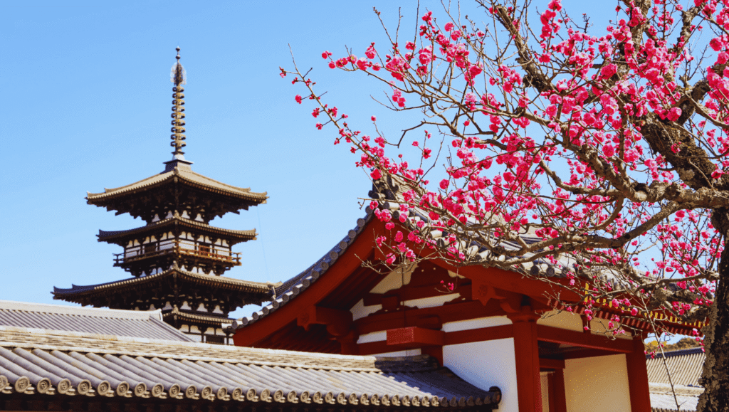 Japan cherry blossoms