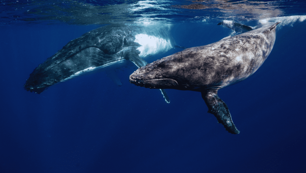 Tonga whale swimming